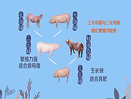 仔豬興旺的奧秘