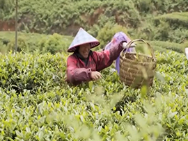 種出好茶門道多