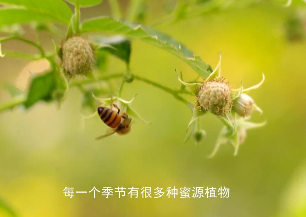 “熊貓村”的甜蜜事業