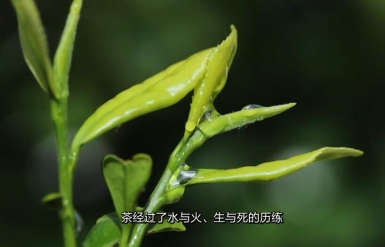 一輩子一棵樹