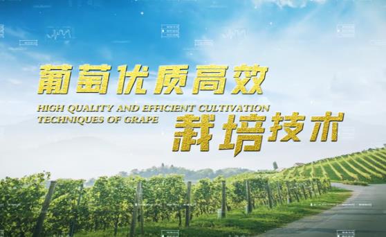 葡萄優質高效栽培技術