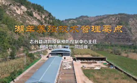 湖羊養(yǎng)殖管理技術(shù)管理要點(diǎn)12