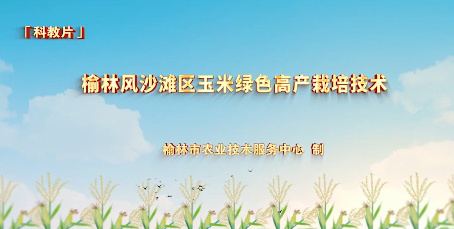 榆林風(fēng)沙灘區(qū)玉米綠色高...16