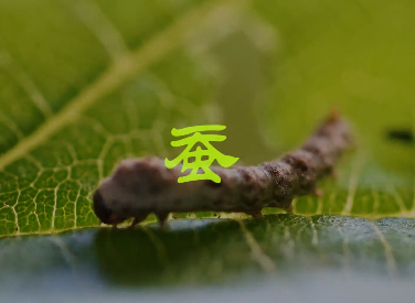 蠶