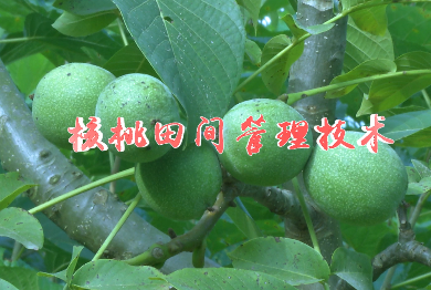 核桃田間管理技術