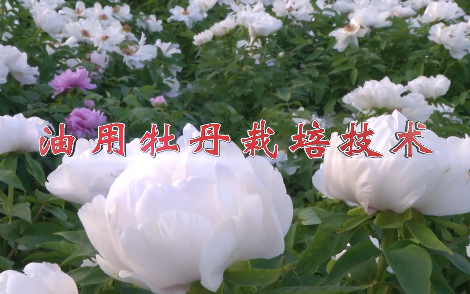 油用牡丹栽培技術