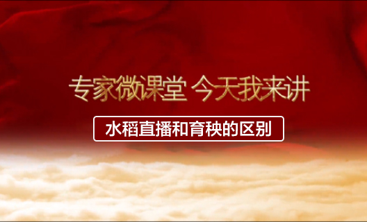 水稻直播和育秧的區(qū)別10