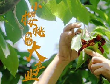 小櫻桃激活大產業